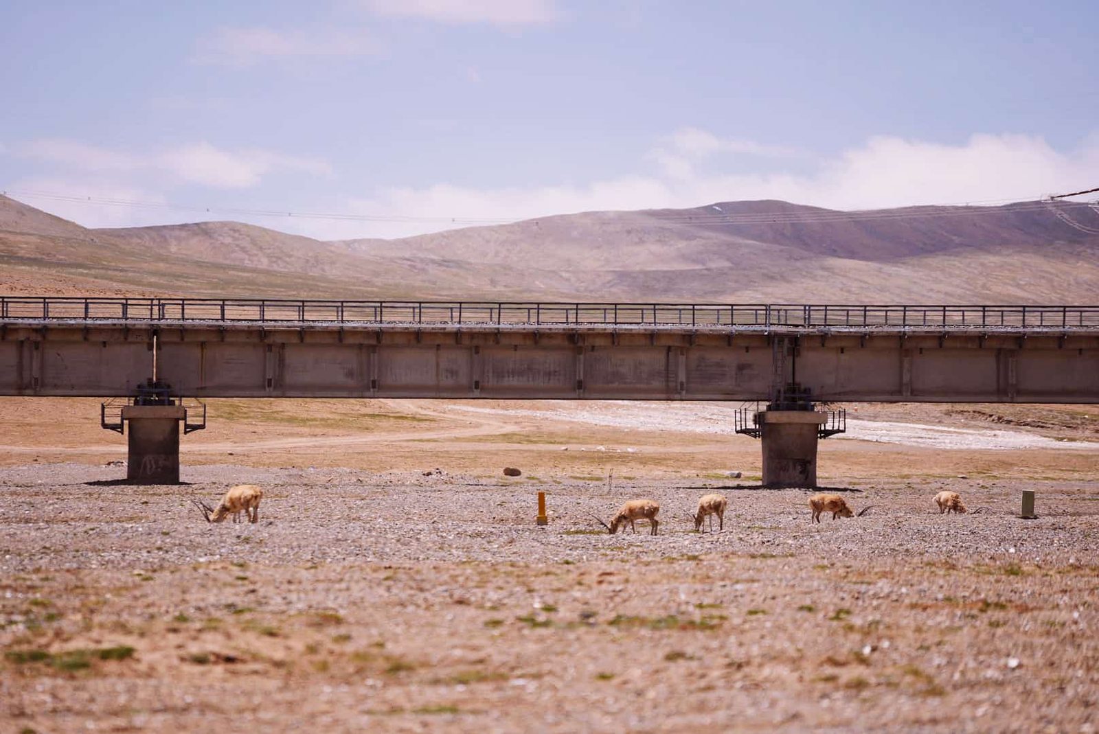 Twenty years on, the Qinghai-Xizang Railway continues to driveplateau development