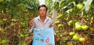 Agricultural technologies contribute to tomato planting in Shouguang, "China's Hometown of Vegetables"