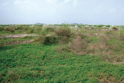 Punjab Forest deptt starts using hydroseeding technology for barren lands