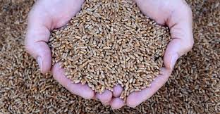 PSC to supply 418,000 certified wheat seed bags to farmers