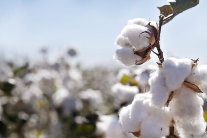 Commercial cultivation of Pakistan’s first hybrid cotton variety likely in 2029