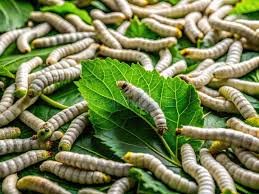 Punjab Forest Department moves to boost silk output, cut Rs 112billion imports