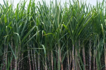 Sugarcane production rises in 2025-26, hits 1.213 million hectares