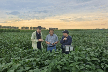 AI technology applied to improve crop breeding