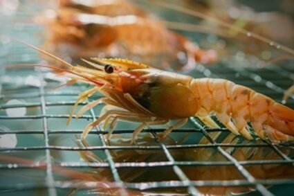 Shrimp farming project to create 1,000 jobs in Balochistan