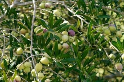 Applications invited for new olive orchards in Potohar until March 2026
