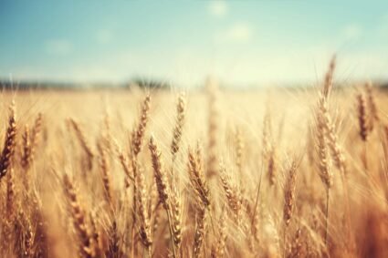 3,000 new wheat lines enter field trials in Pakistan