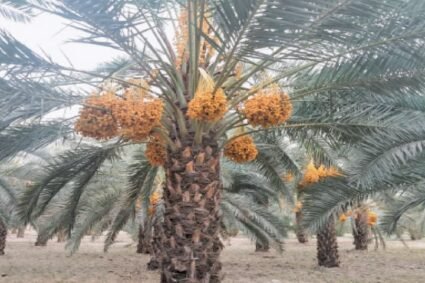 Govt plans advanced dates processing plant in Khairpur