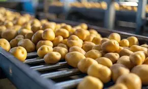 Potato exports hold steady at 248,000 tons in H1 FY26