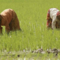 Basmati paddy cultivation gains momentum in Punjab