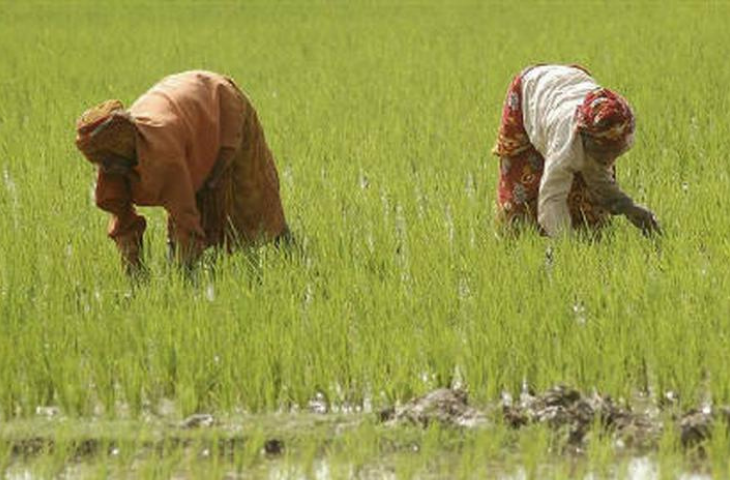 Basmati paddy cultivation gains momentum in Punjab