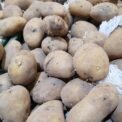 Pakistan develops four potato varieties for fries, chips industry