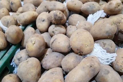 Pakistan develops four potato varieties for fries, chips industry