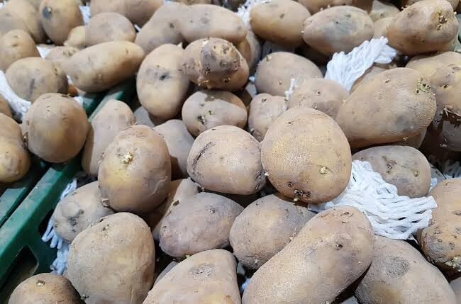 Pakistan develops four potato varieties for fries, chips industry