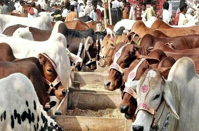 Punjab unveils Rs149.9bn plan to raise livestock exports beyond $4bn