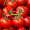 Pakistan developing high-yielding, heat-tolerant tomato varieties