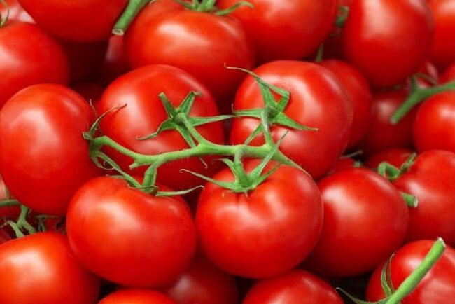 Pakistan developing high-yielding, heat-tolerant tomato varieties