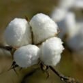 Textile sector set for a boost as Pakistan develops 14 advanced cotton varieties