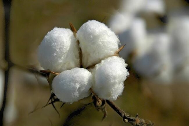 Textile sector set for a boost as Pakistan develops 14 advanced cotton varieties