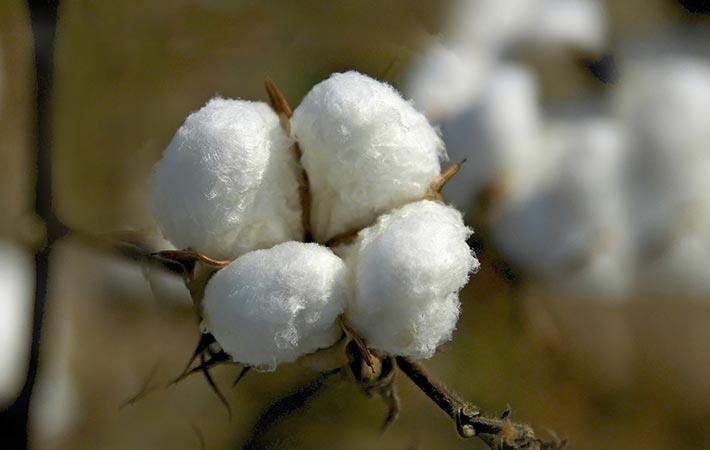 Textile sector set for a boost as Pakistan develops 14 advanced cotton varieties