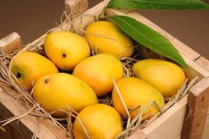 Pakistan records 44,882 tonnes in mango exports this season