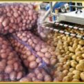 Pakistan secures access for potato exports in 36 countries