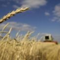 Punjab completes arrangements to meet wheat needs until next harvest
