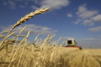Punjab completes arrangements to meet wheat needs until next harvest