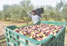 Pakistan expands olive farming network to 60 districts