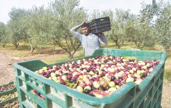 Pakistan expands olive farming network to 60 districts