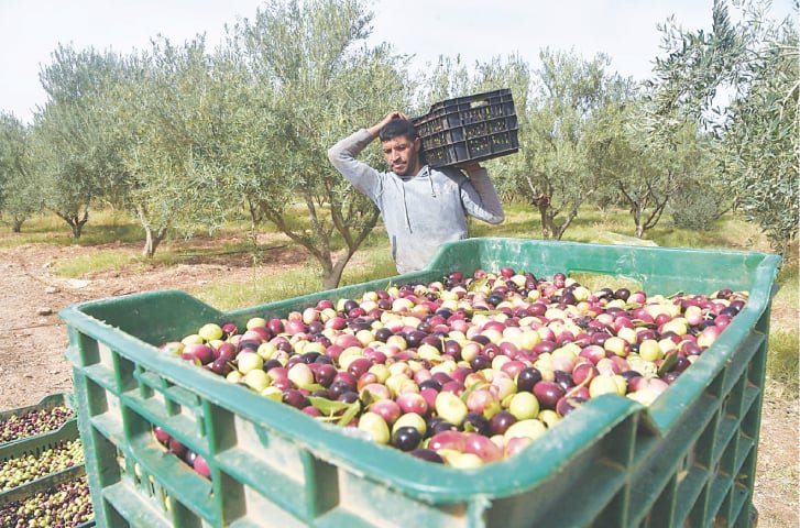 Pakistan expands olive farming network to 60 districts