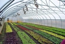 FoodAg 2027 initiative aims to transform the horticulture sector