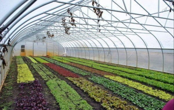 FoodAg 2027 initiative aims to transform the horticulture sector