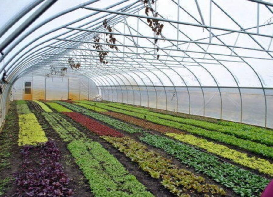 FoodAg 2027 initiative aims to transform the horticulture sector
