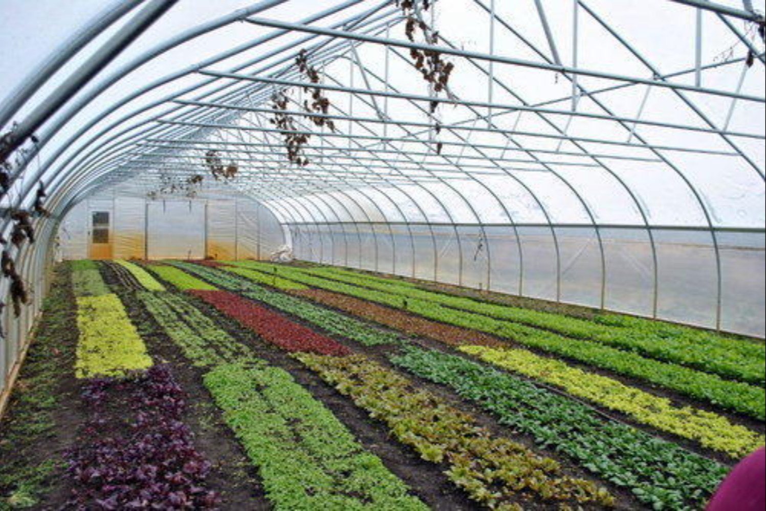 FoodAg 2027 initiative aims to transform the horticulture sector