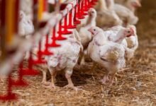 Punjab steps up efforts to prevent antibiotic misuse in poultry