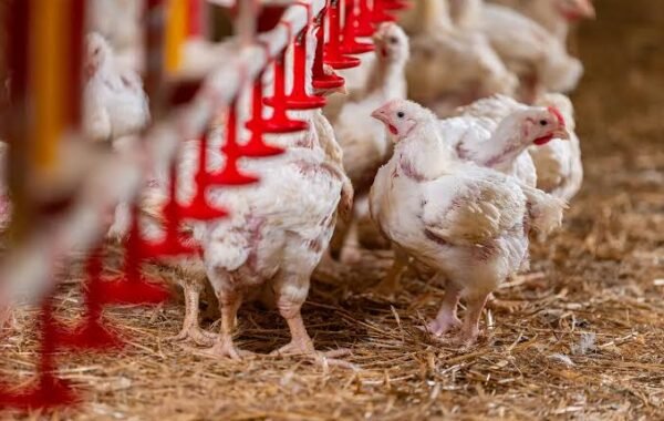 Punjab steps up efforts to prevent antibiotic misuse in poultry
