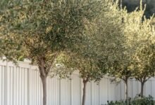 Pakistan expands olive cultivation across 60,456 acres in 131 districts