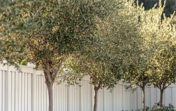 Pakistan expands olive cultivation across 60,456 acres in 131 districts
