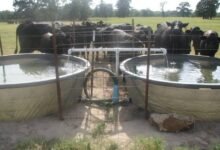 Balochistan to benefit from new Saudi-backed livestock and water infrastructure project