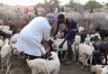 Chinese vaccine aid helps Pakistan tackle livestock diseases