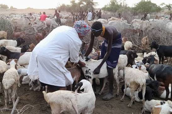 Chinese vaccine aid helps Pakistan tackle livestock diseases