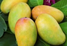Pakistan’s mango export market expands with $107m sales across 49 countries
