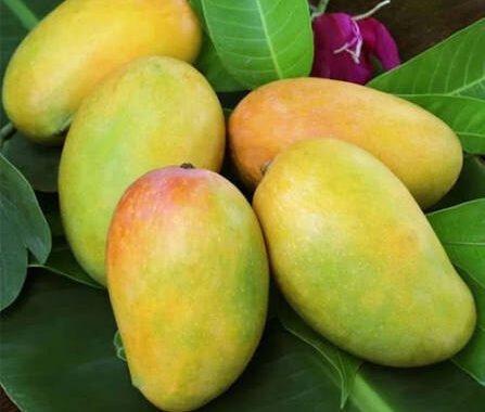 Pakistan’s mango export market expands with $107m sales across 49 countries