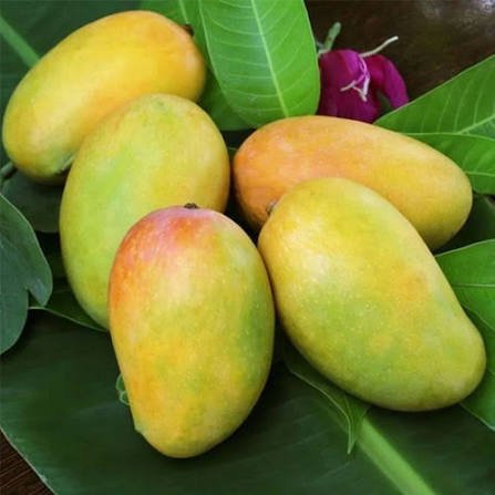 Pakistan’s mango export market expands with $107m sales across 49 countries