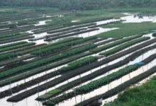 Sindh seeks to boost rural agriculture with $9.15m floating farming plan