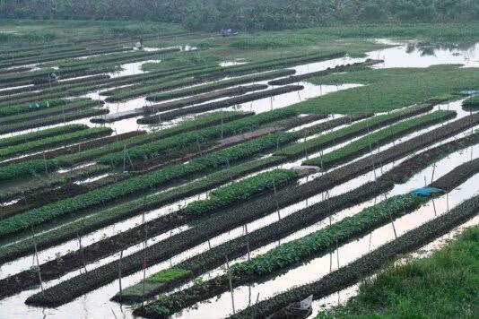 Sindh seeks to boost rural agriculture with $9.15m floating farming plan