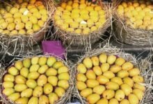 Pakistan earns $1.13 million through mango pulp exports in FY26