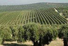 Pakistan boosts olive farming with drip irrigation across 2,700 acres