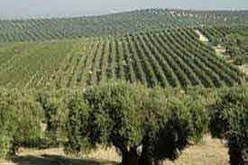 Pakistan boosts olive farming with drip irrigation across 2,700 acres